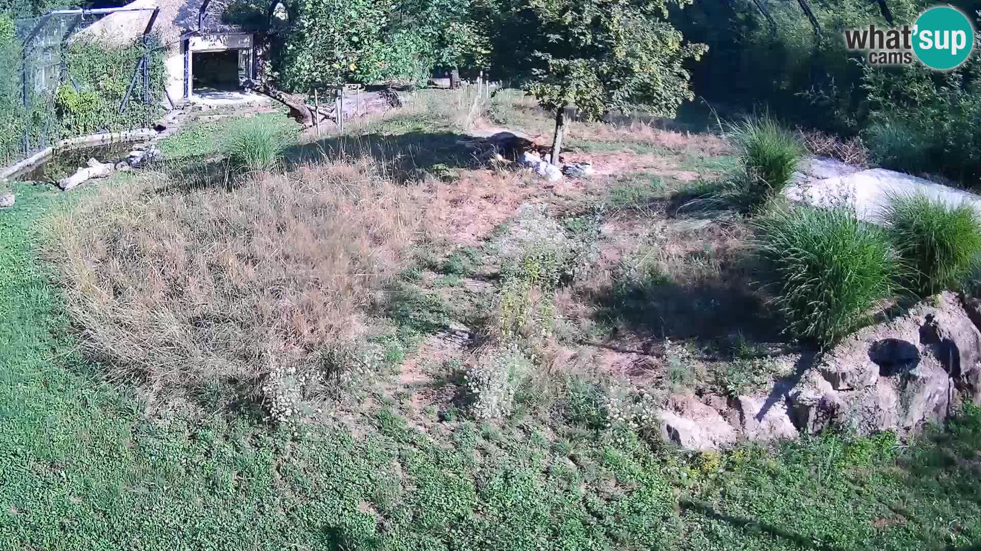 Zoo Ljubljana camera en vivo Leones