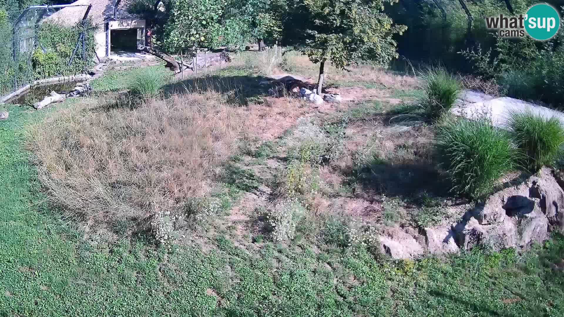 Ljubljana Zoo webcam Lion