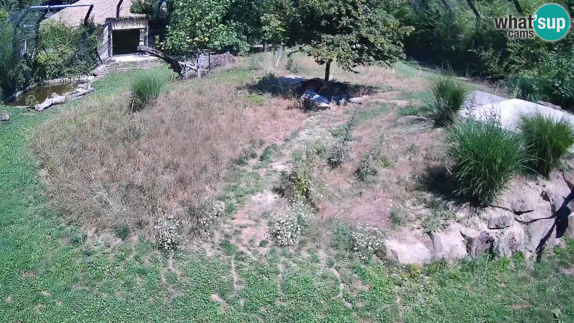 Ljubljana Zoo webcam Lion