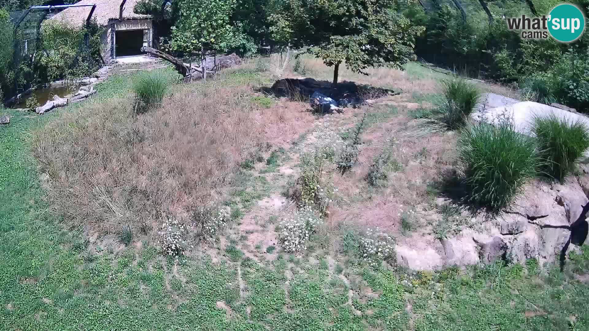 Zoo Ljubljana camera en vivo Leones