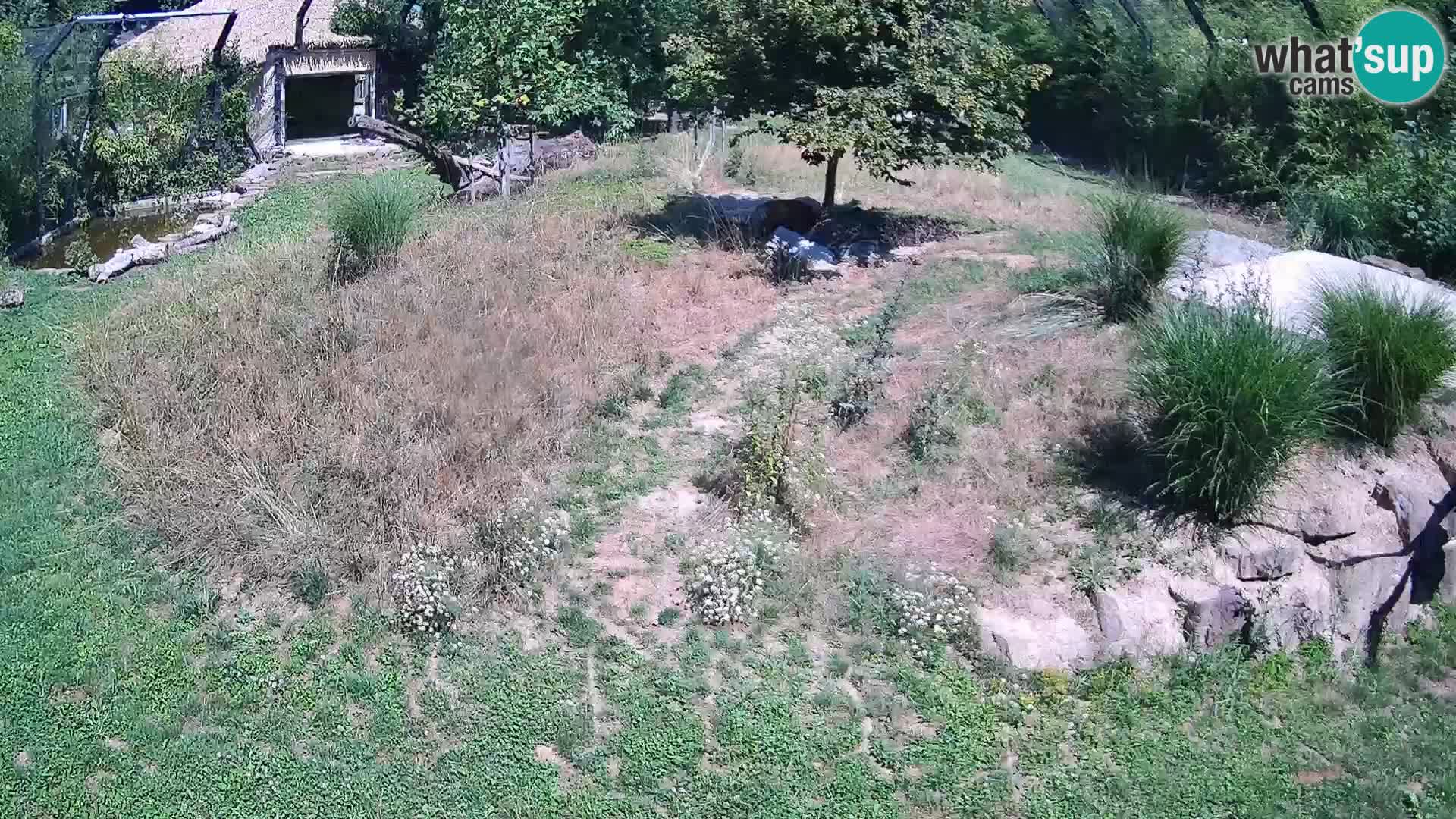 Zoo Ljubljana camera en vivo Leones