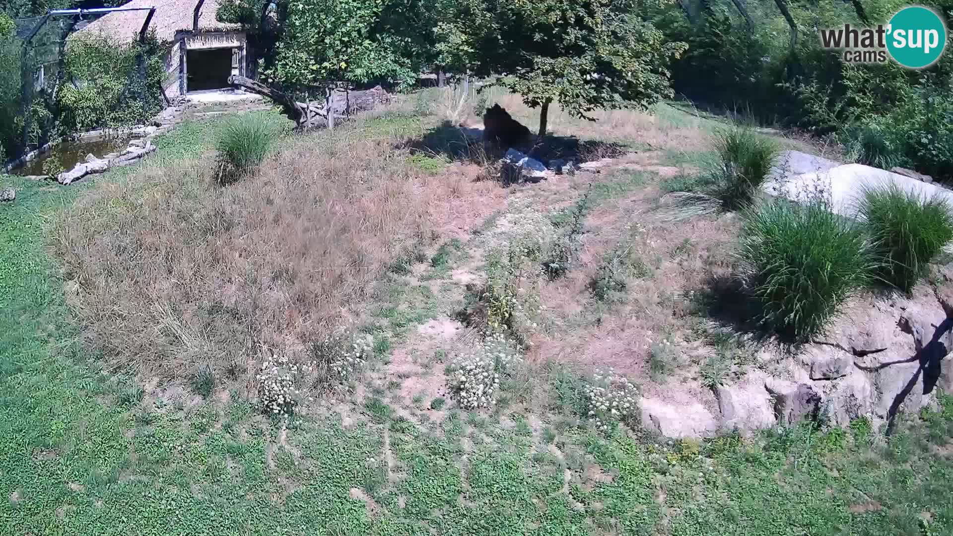 Live Ljubljana Zoo webcam Lion