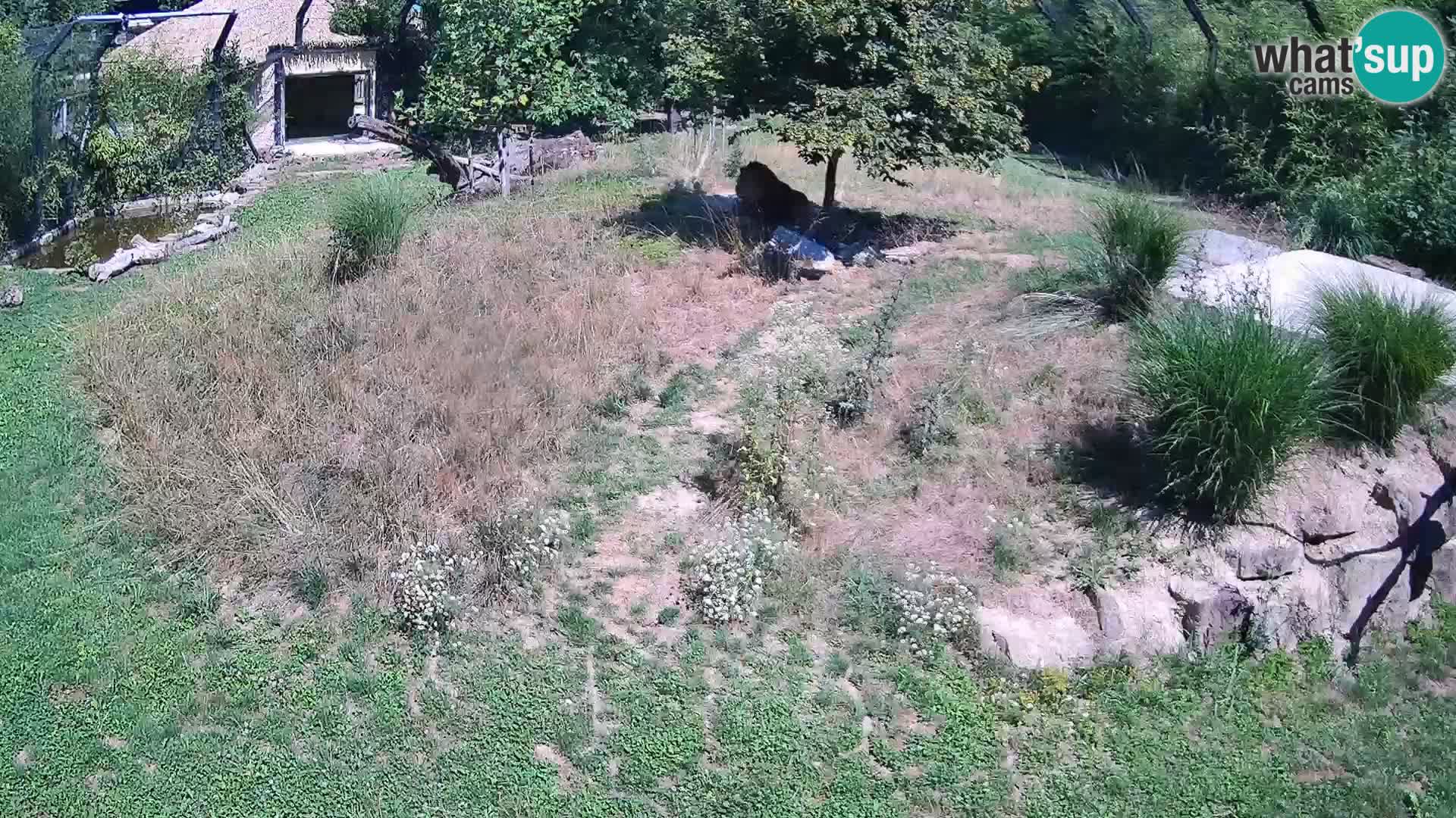 Ljubljana Zoo webcam Lion