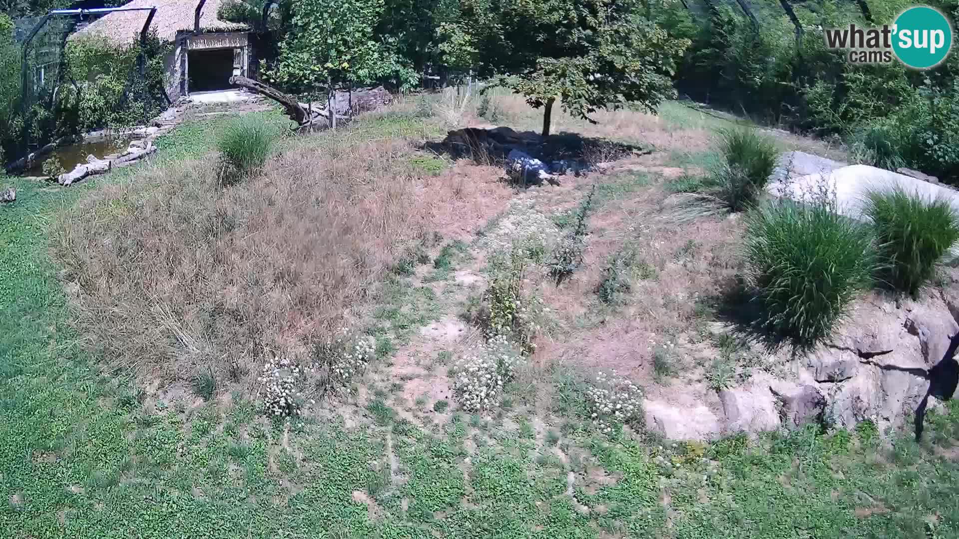 Zoo Ljubljana webcam Löwen