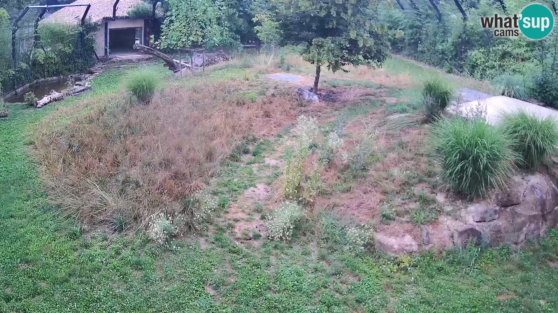 Live Ljubljana Zoo webcam Lion