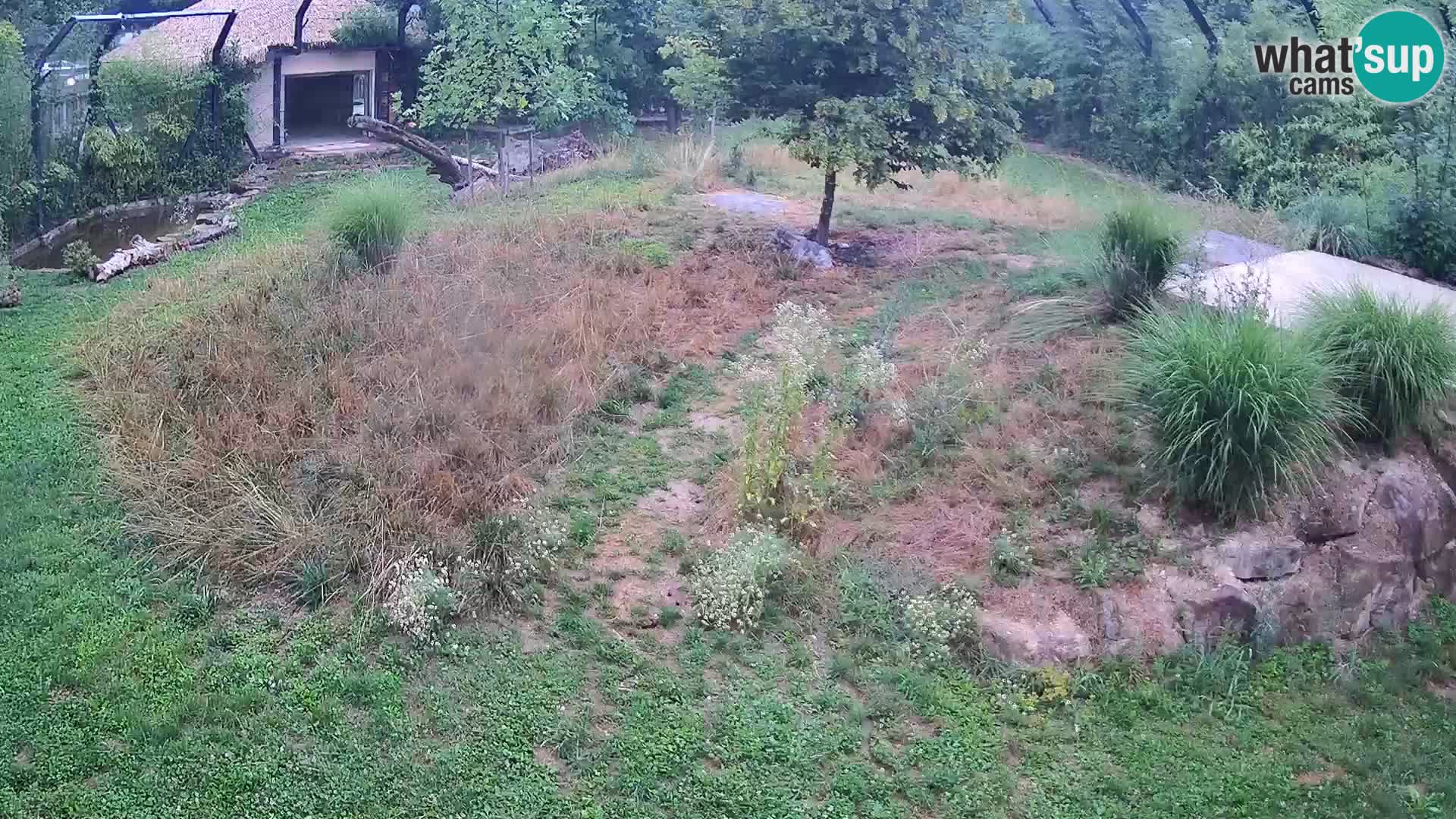 Live Ljubljana Zoo webcam Lion
