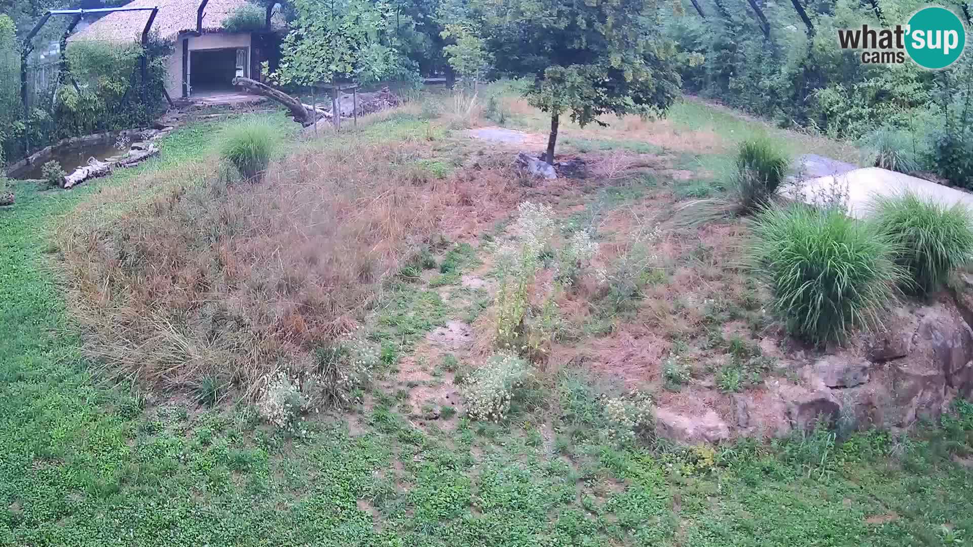 Zoo Ljubljana web kamera Lavovi