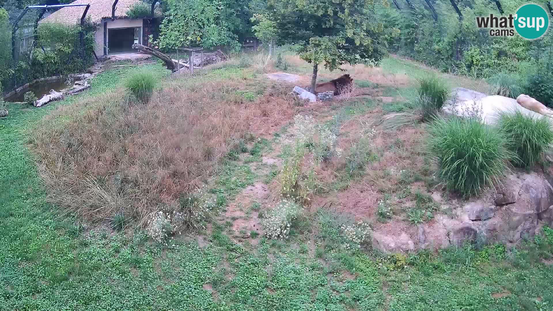Zoo Ljubljana web kamera Lavovi