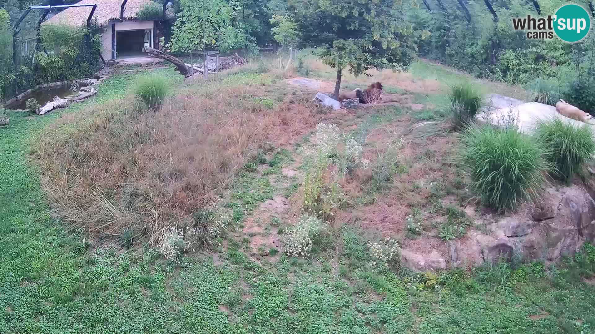 Zoo Ljubljana web kamera Lavovi