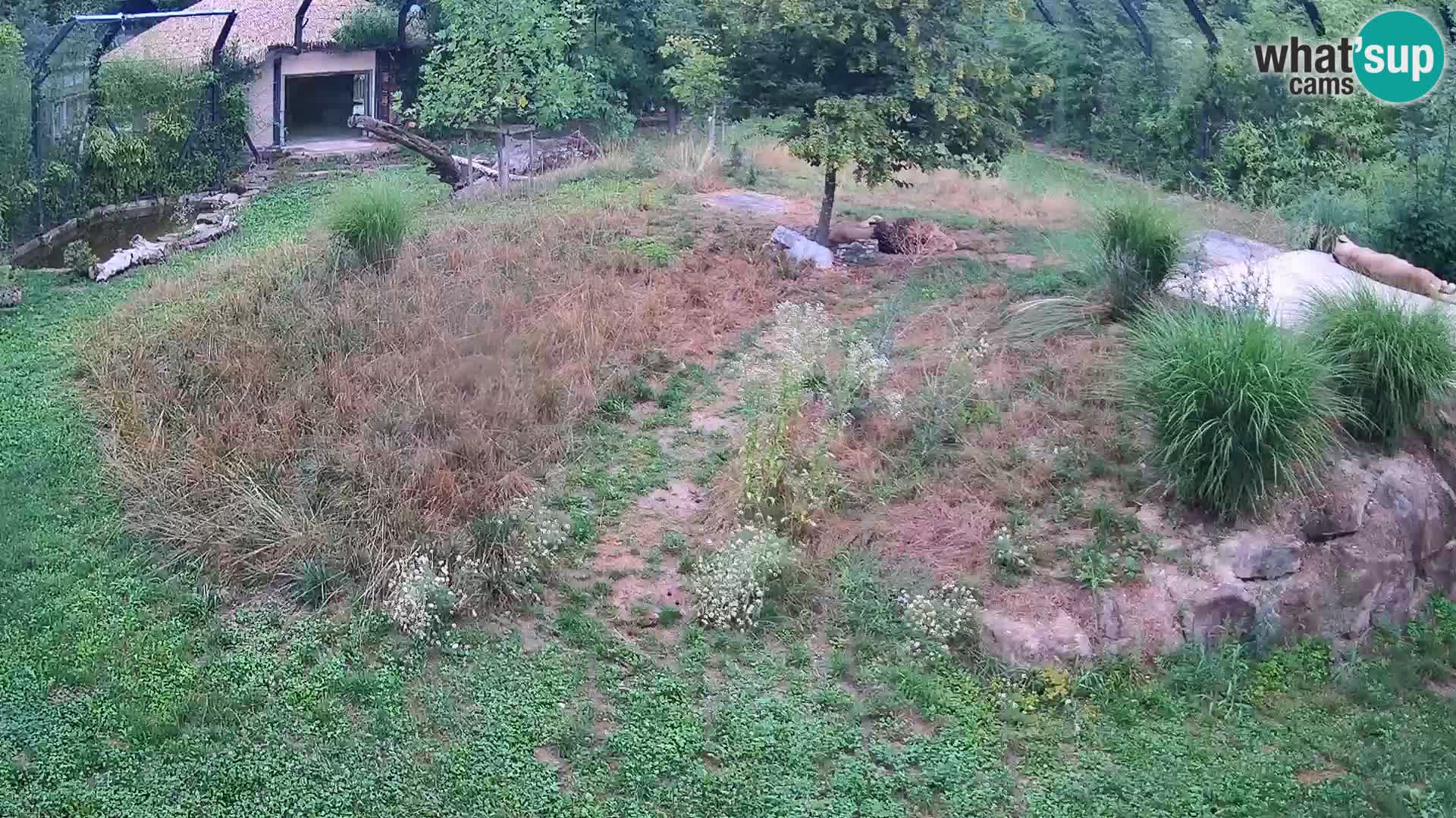 Live Ljubljana Zoo webcam Lion