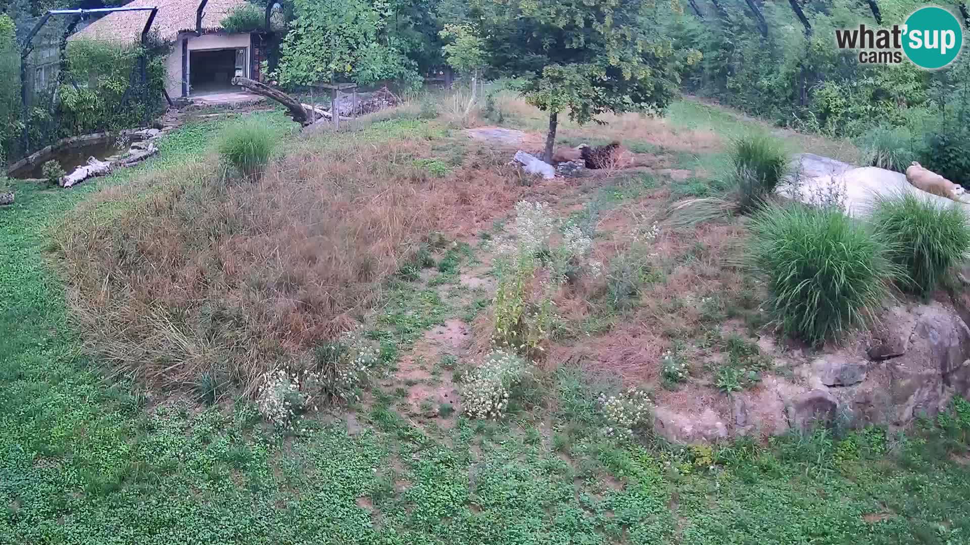 Zoo Ljubljana camera en vivo Leones