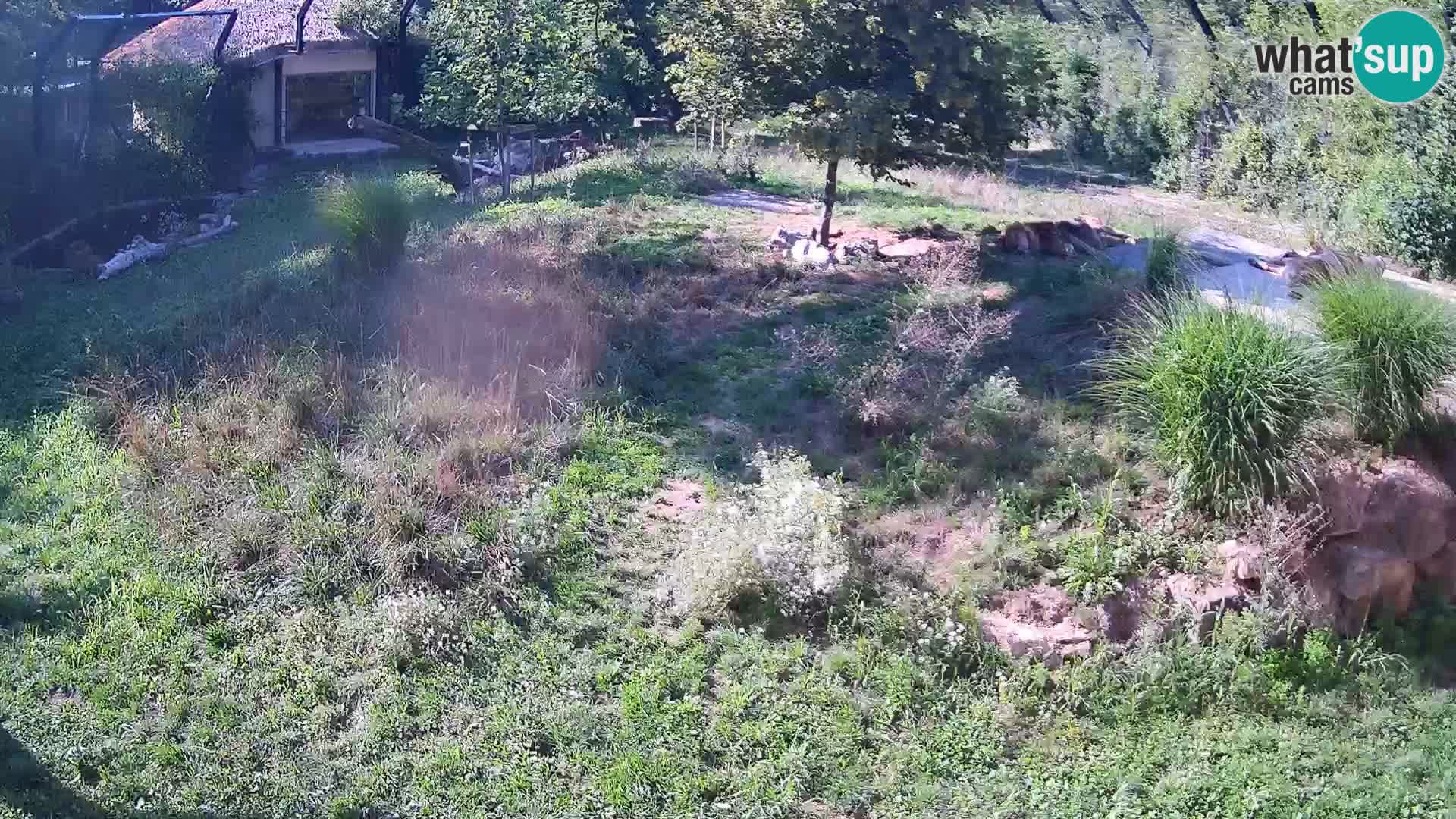 Zoo Ljubljana webcam Löwen