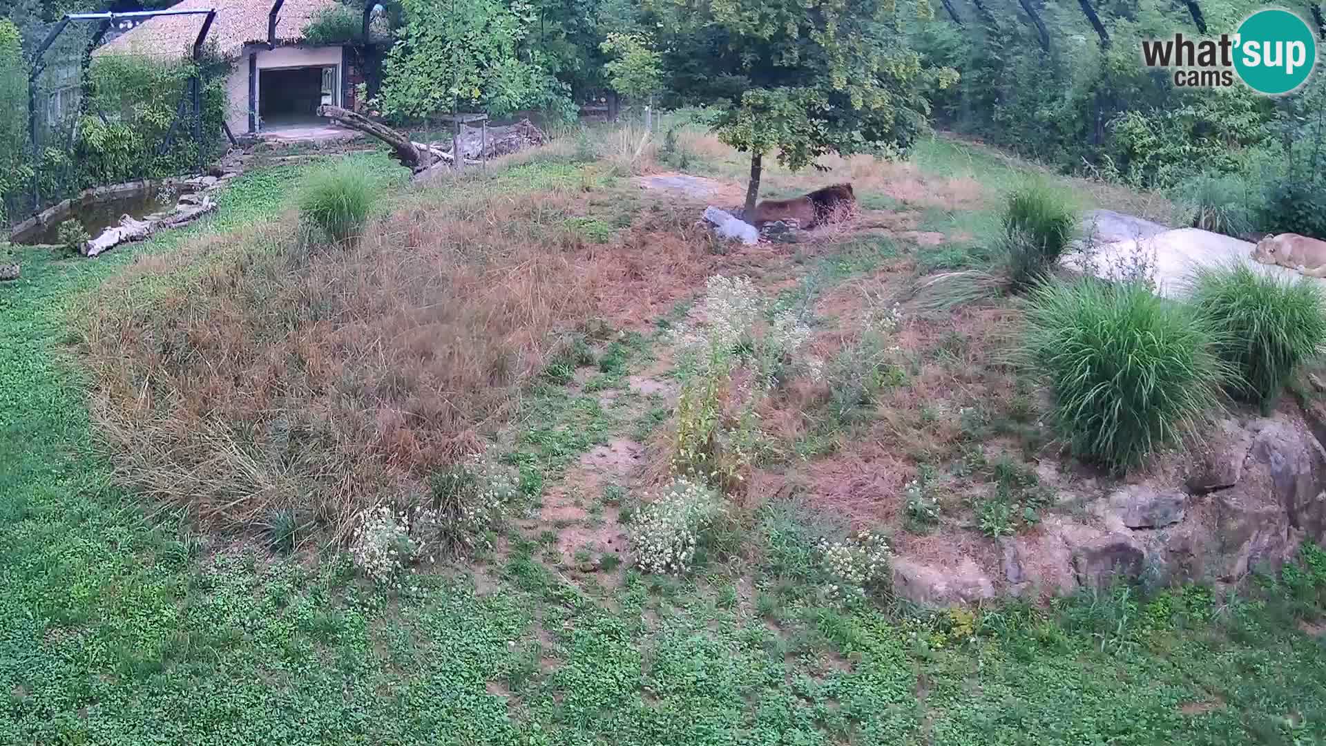 Zoo Ljubljana webcam Löwen