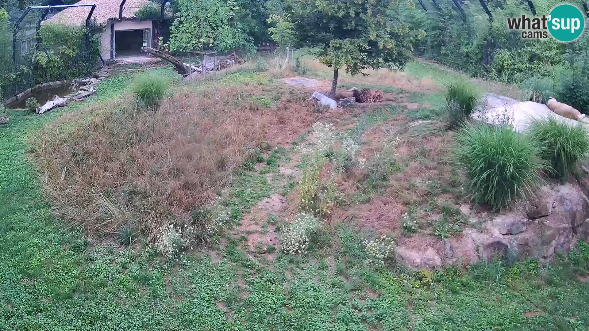Zoo Ljubljana webcam Löwen