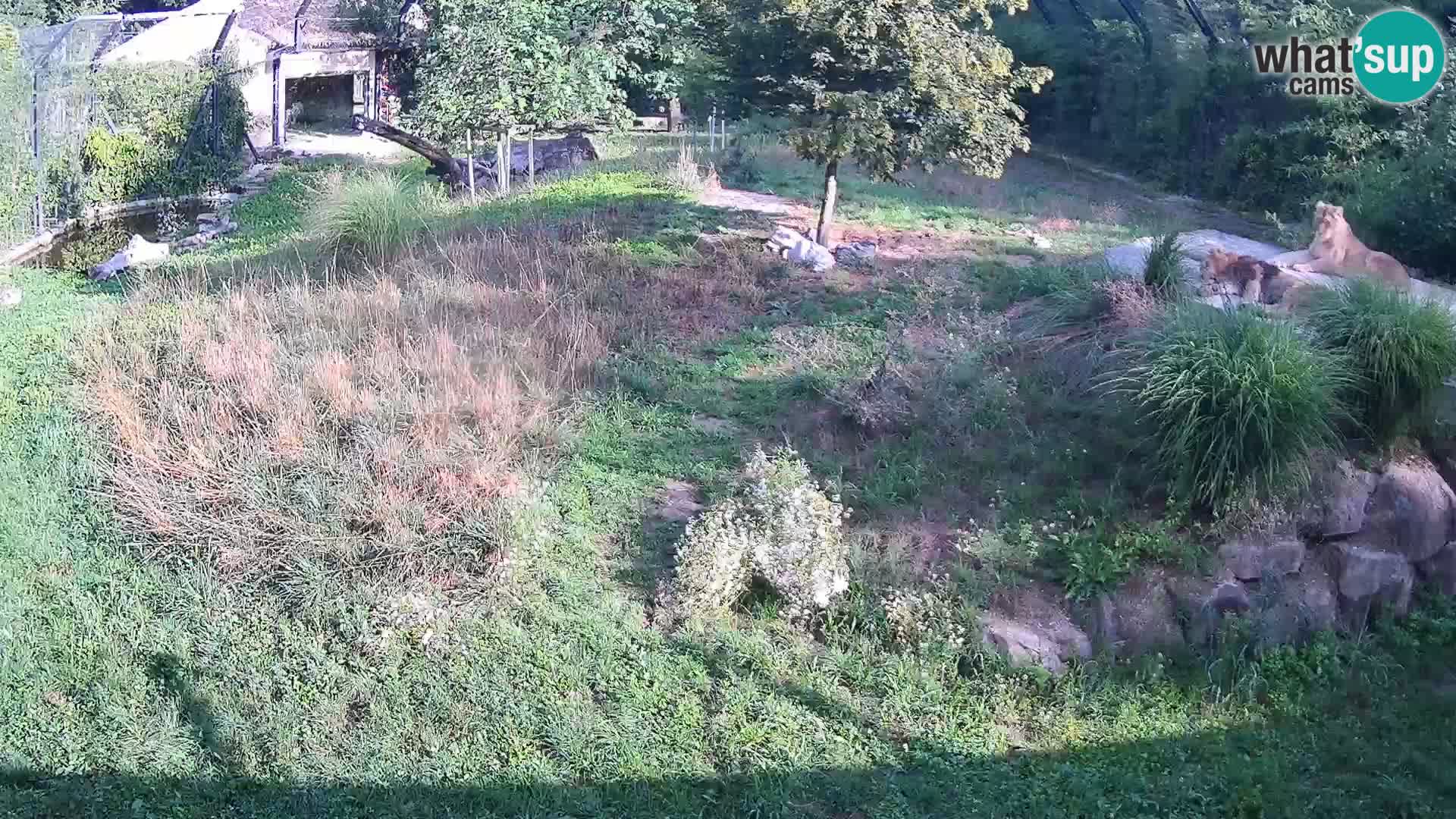 Zoo Lubiana live webcam Leoni