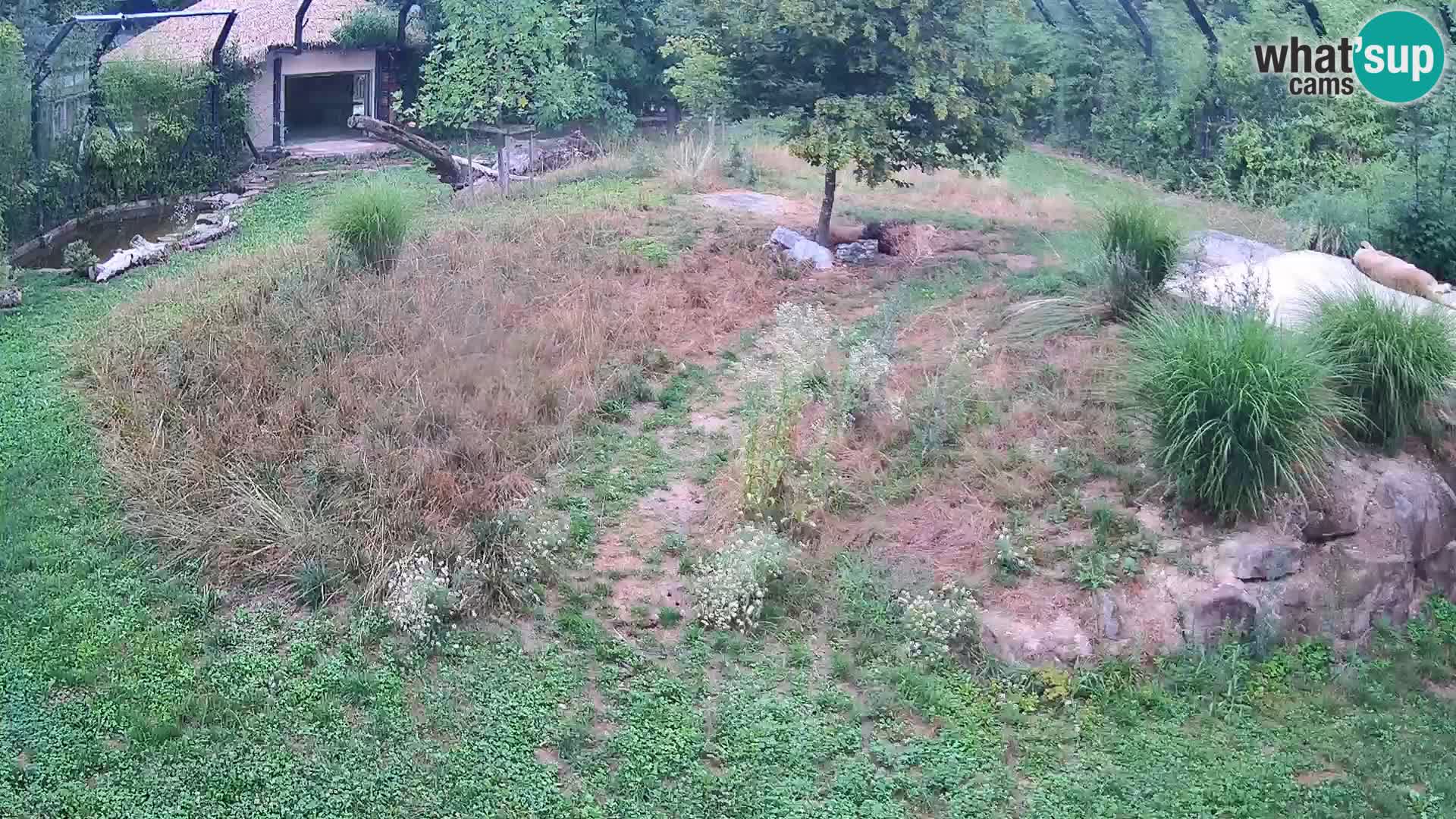 Ljubljana Zoo webcam Lion