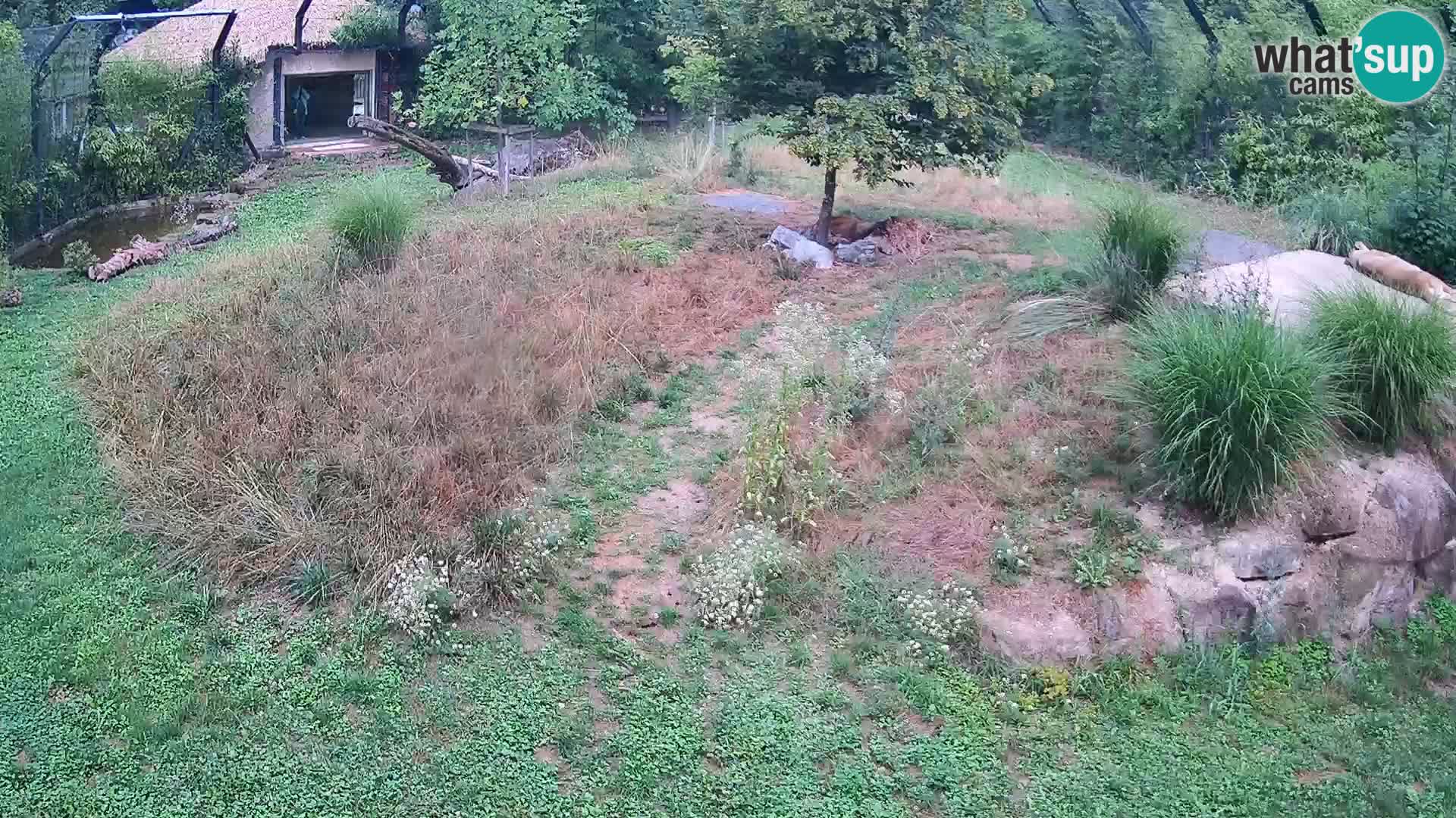 Ljubljana Zoo webcam Lion
