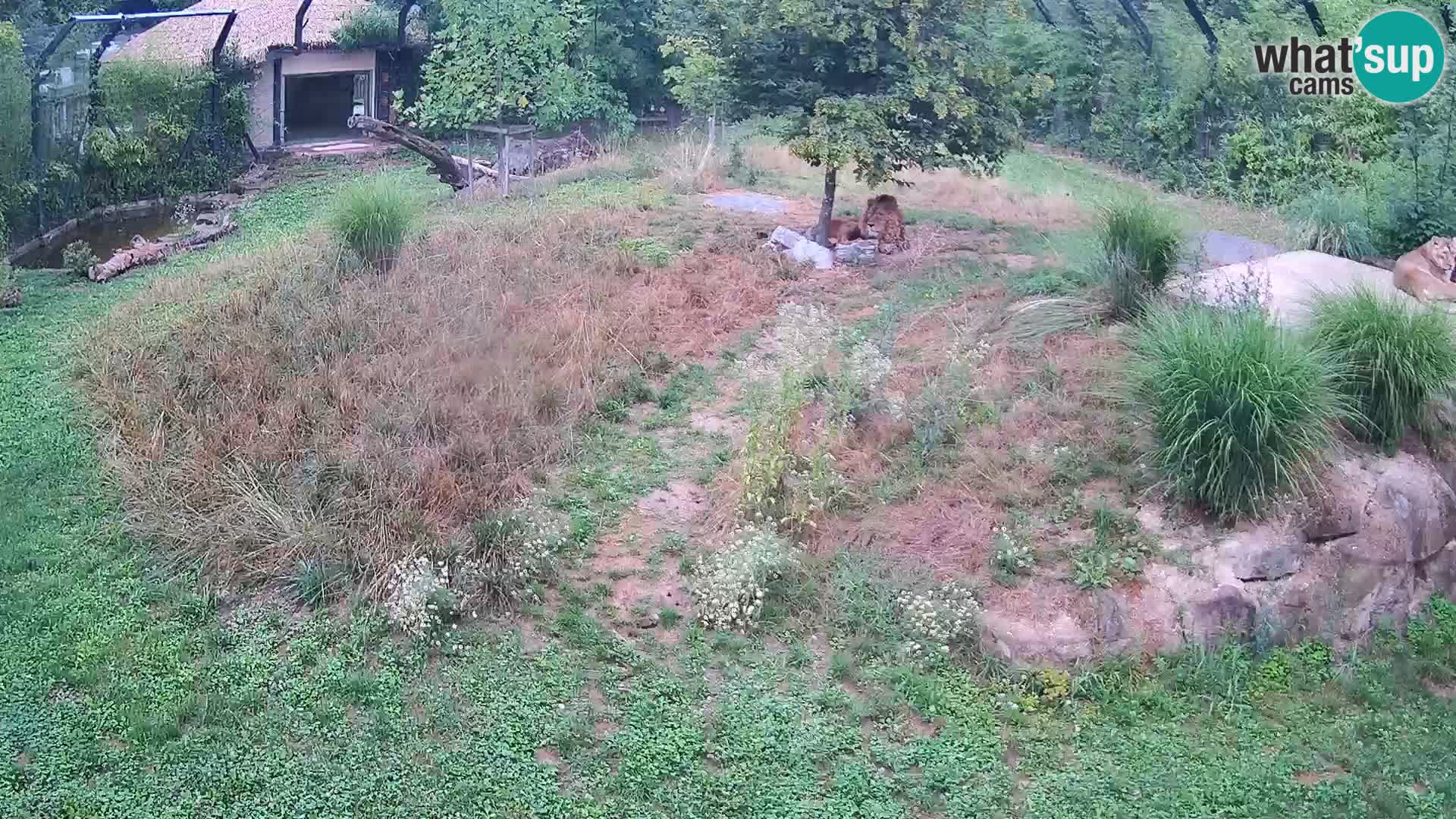 Zoo Ljubljana web kamera Lavovi