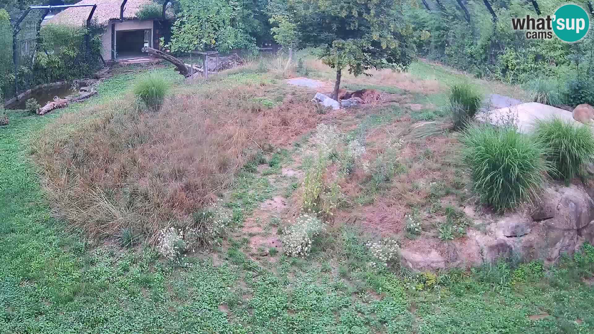 Zoo Lubiana live webcam Leoni