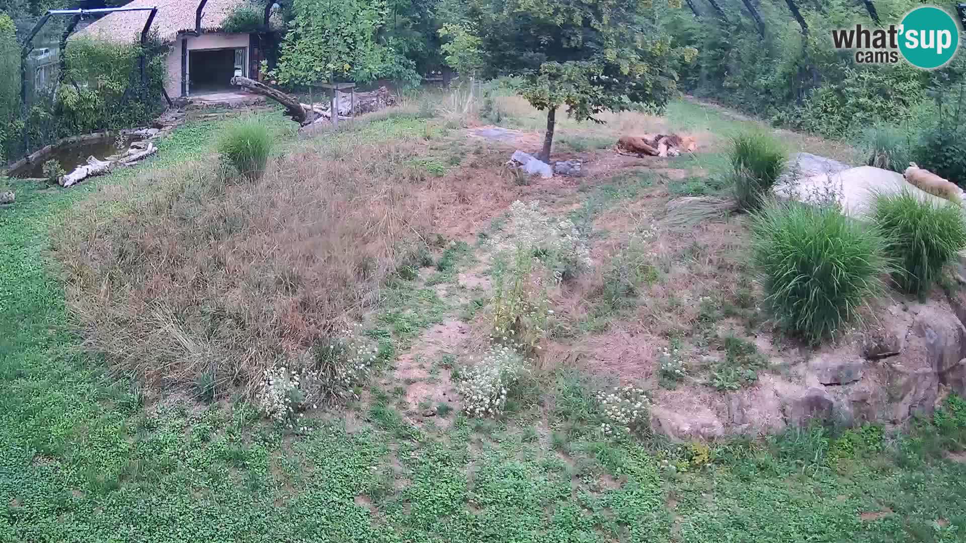 Ljubljana Zoo webcam Lion