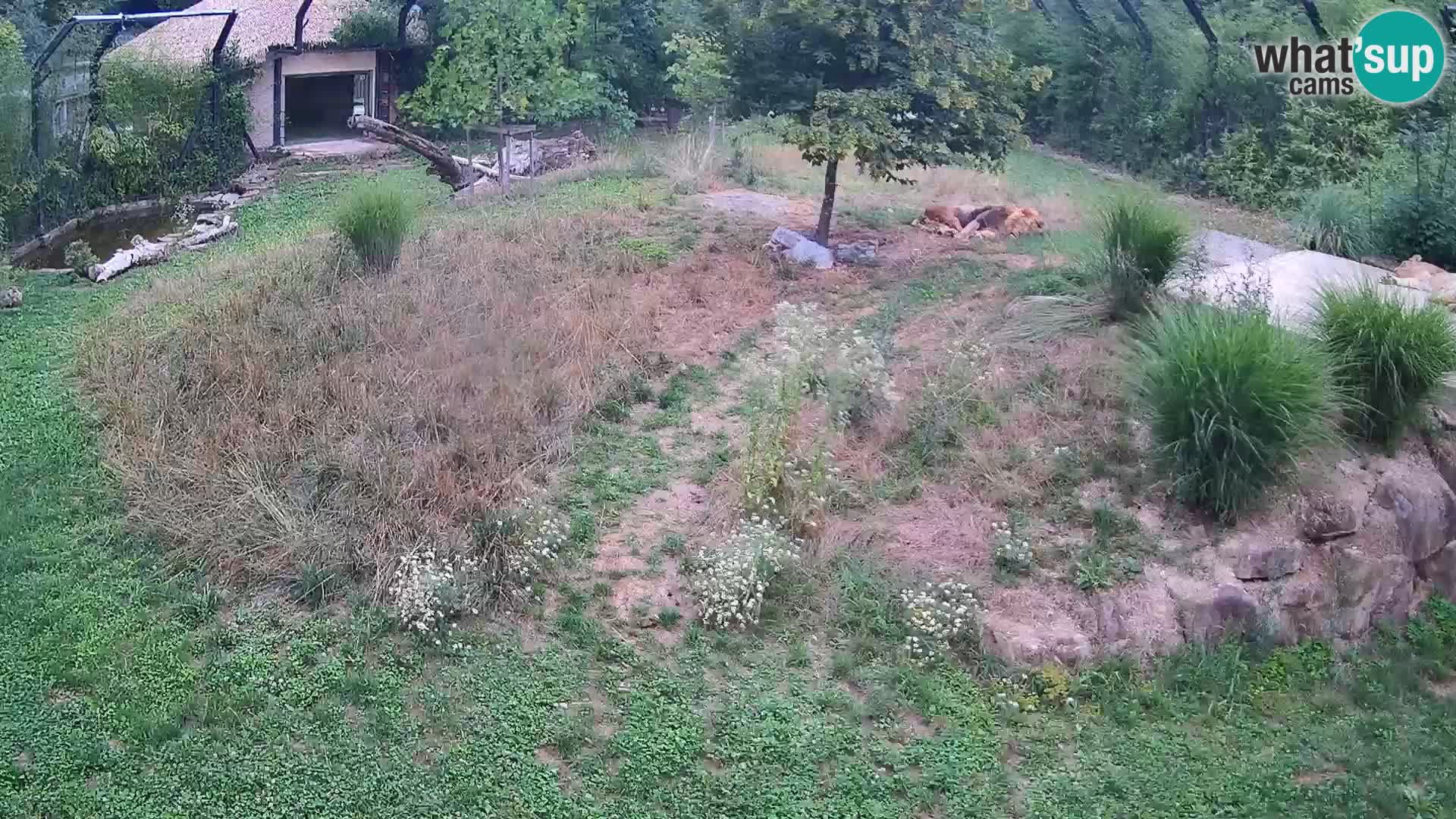 Zoo Ljubljana web kamera Lavovi