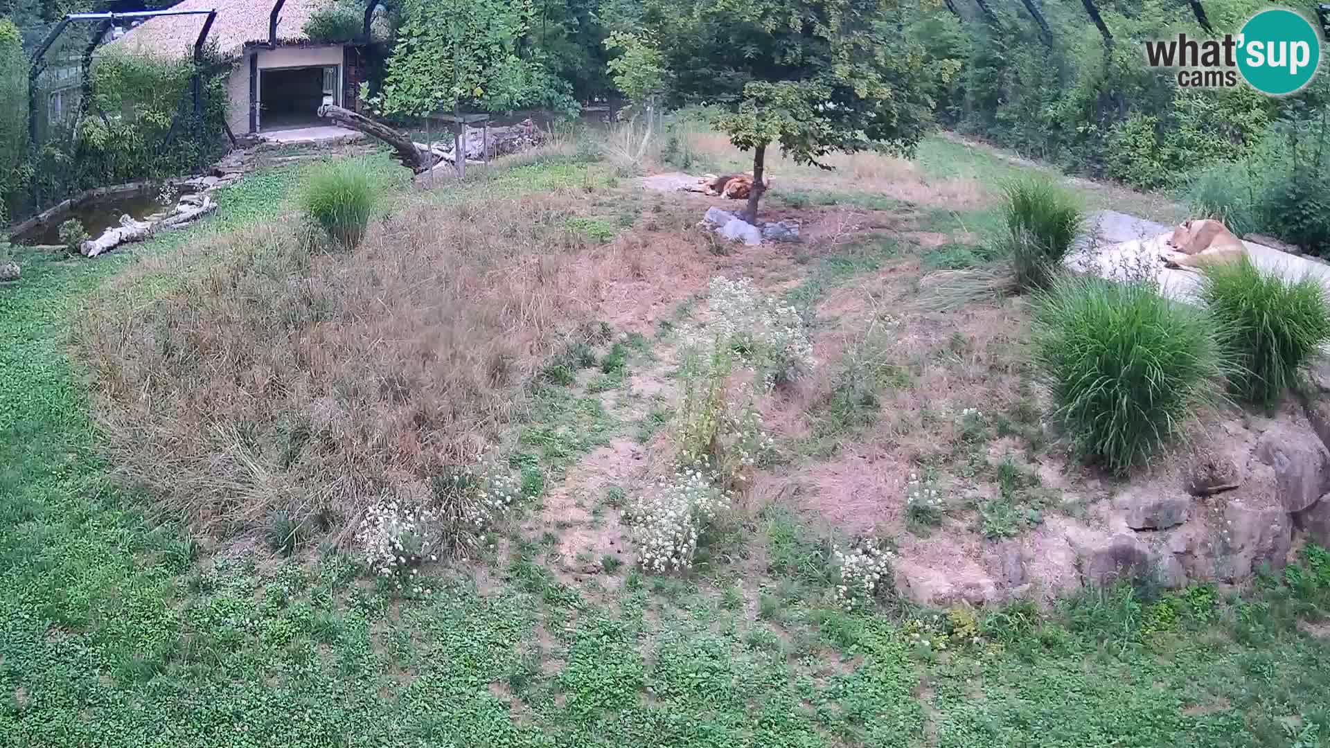 Zoo Ljubljana web kamera Lavovi