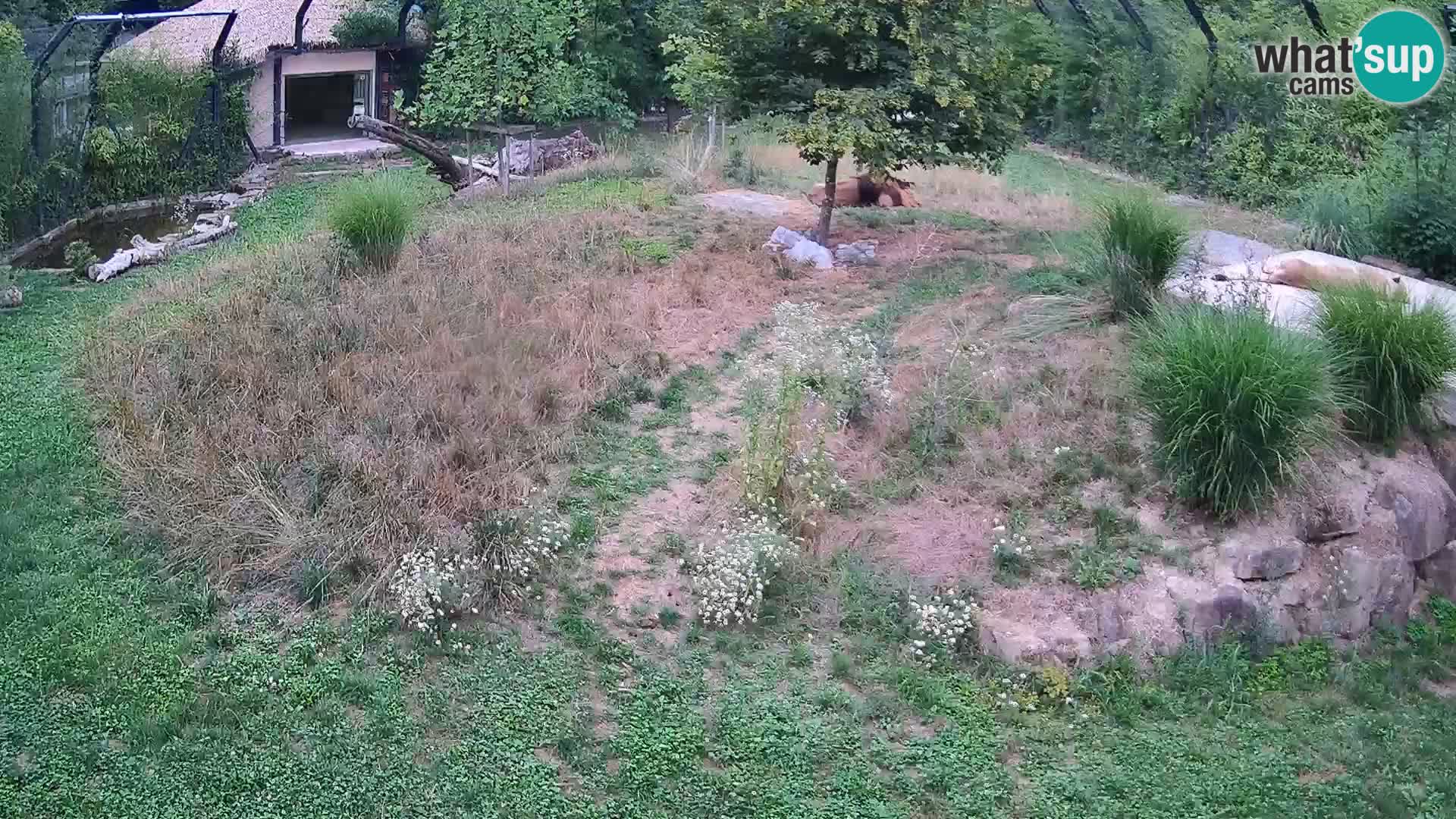 Live Ljubljana Zoo webcam Lion