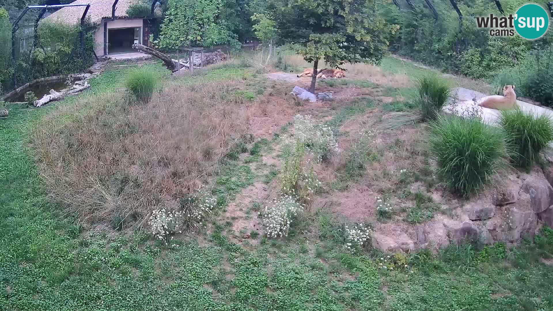 Zoo Lubiana live webcam Leoni