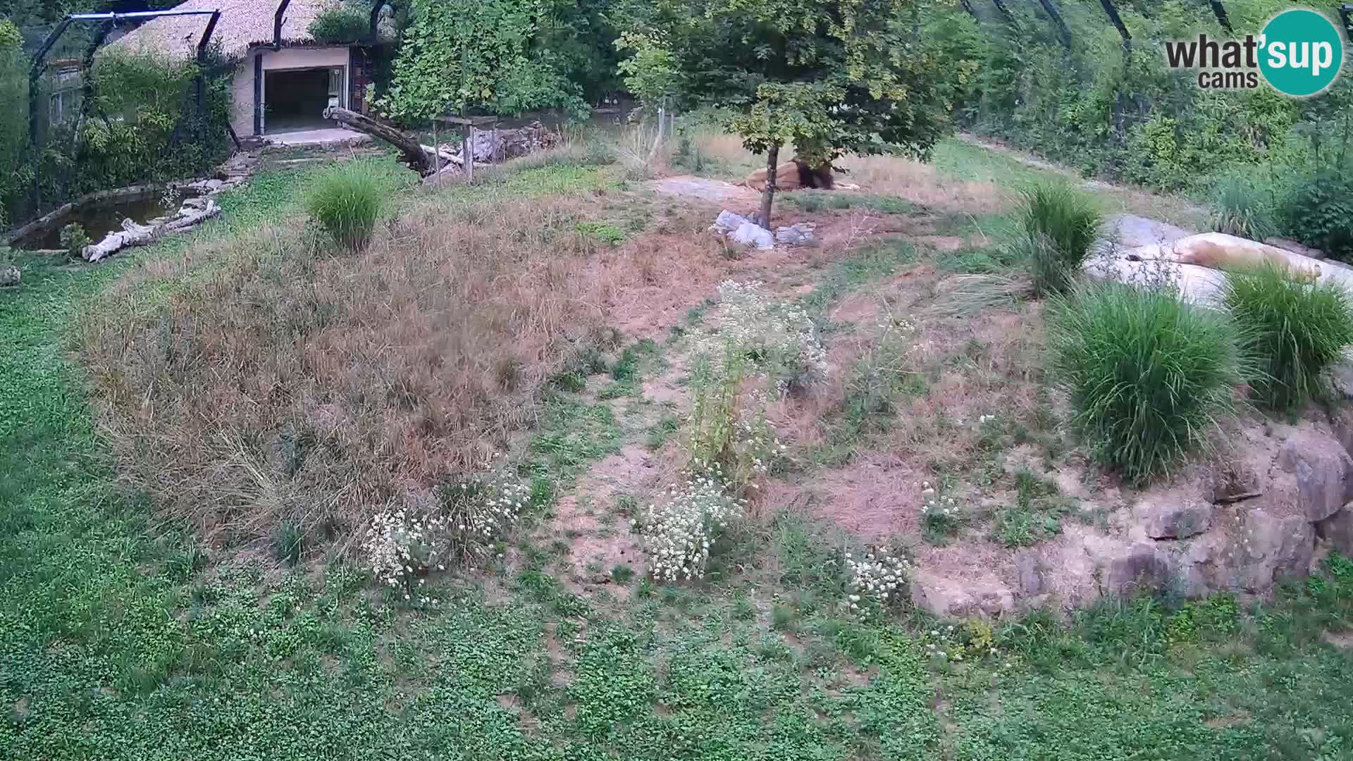 Zoo Lubiana live webcam Leoni