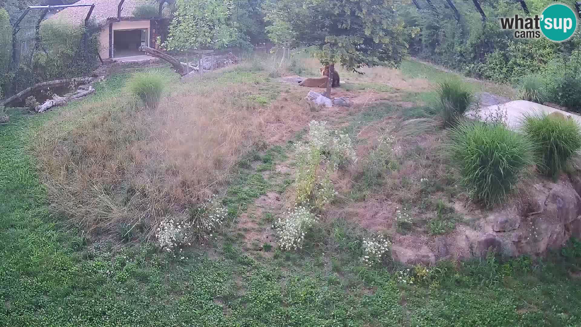 Zoo Ljubljana webcam Löwen