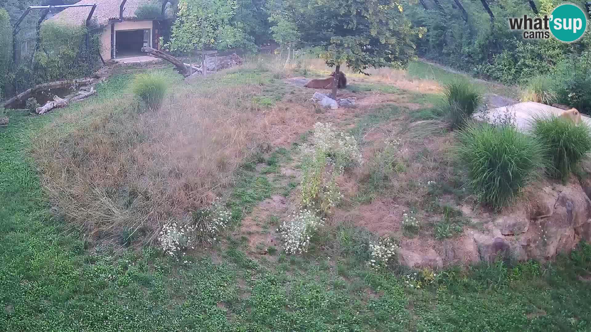 Zoo Ljubljana web kamera Lavovi