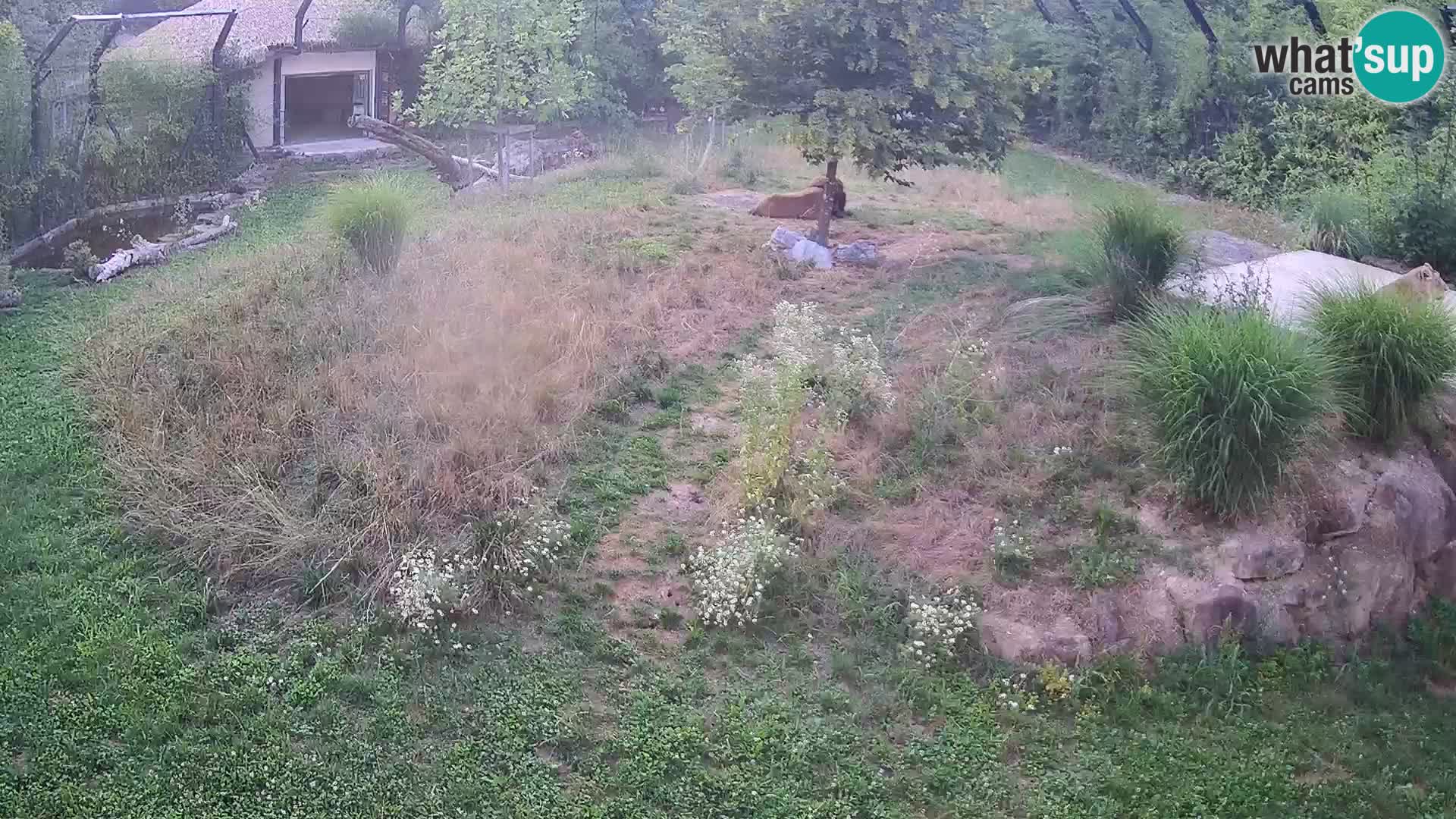 Zoo Ljubljana web kamera Lavovi