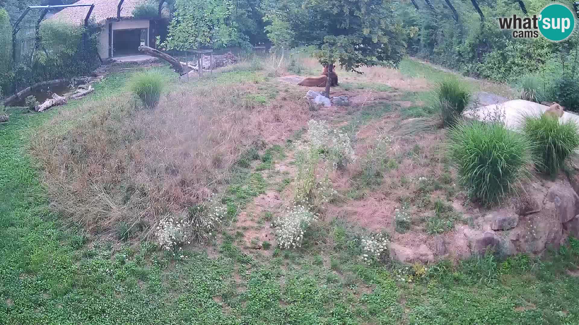 Zoo Ljubljana webcam Löwen