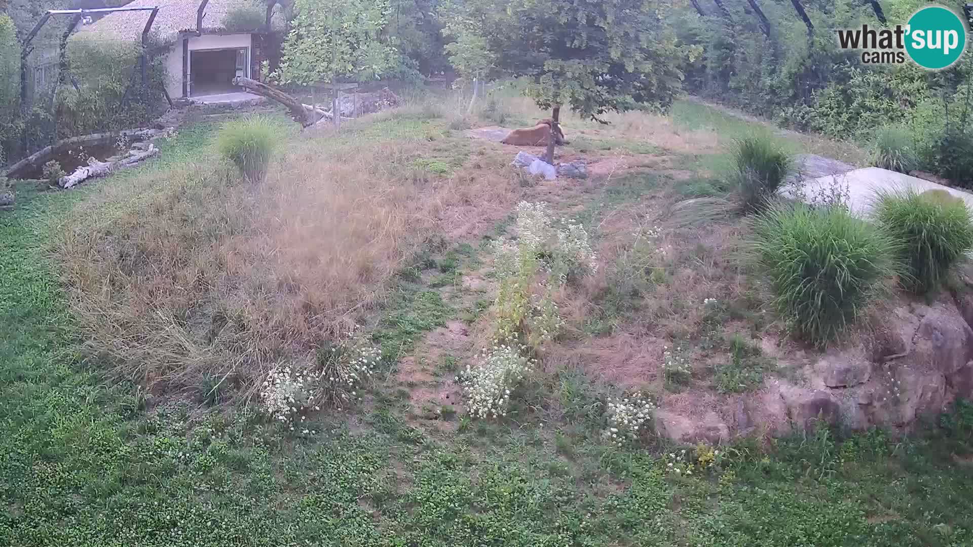 Zoo Ljubljana camera en vivo Leones