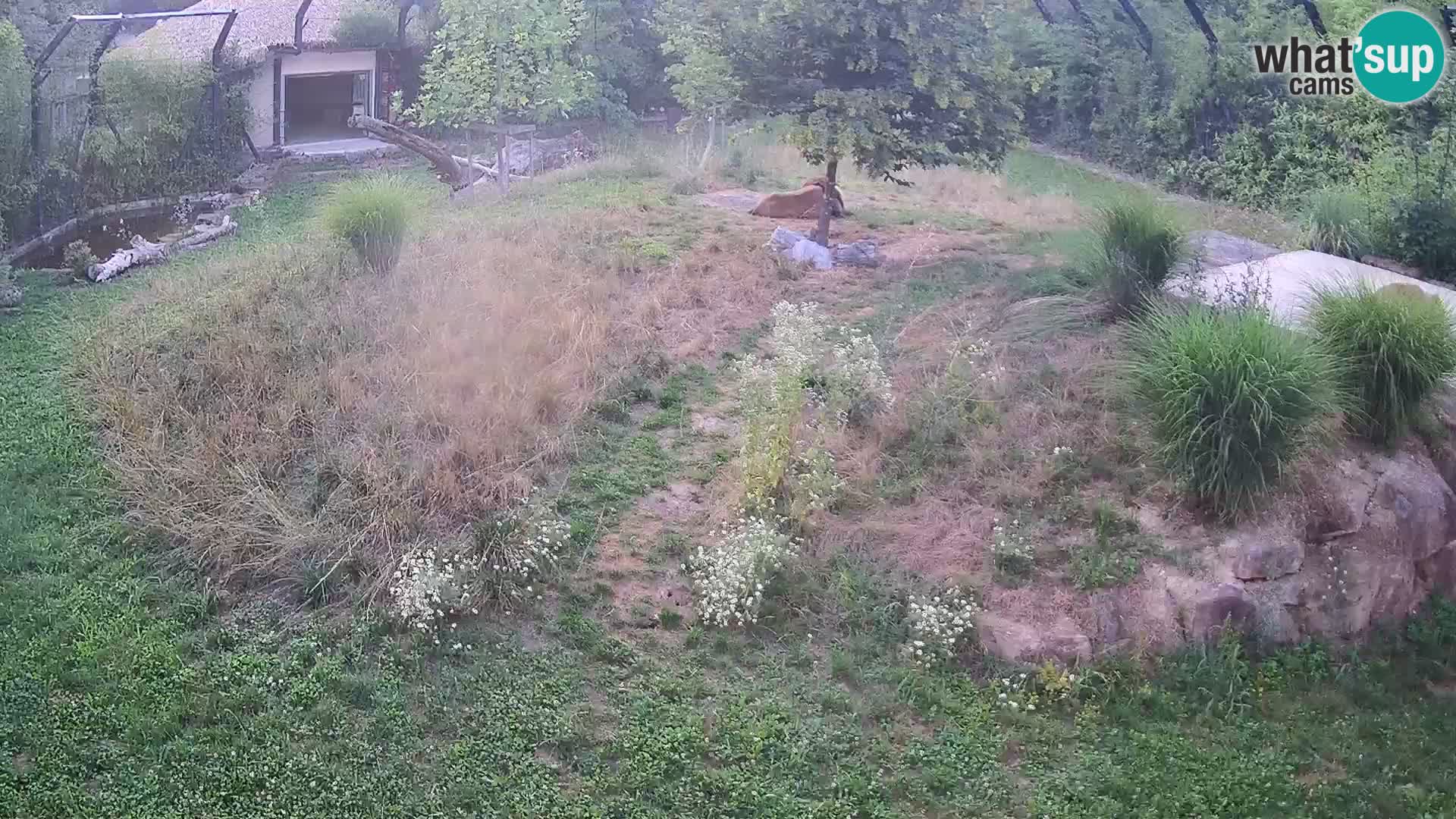 Zoo Ljubljana camera en vivo Leones