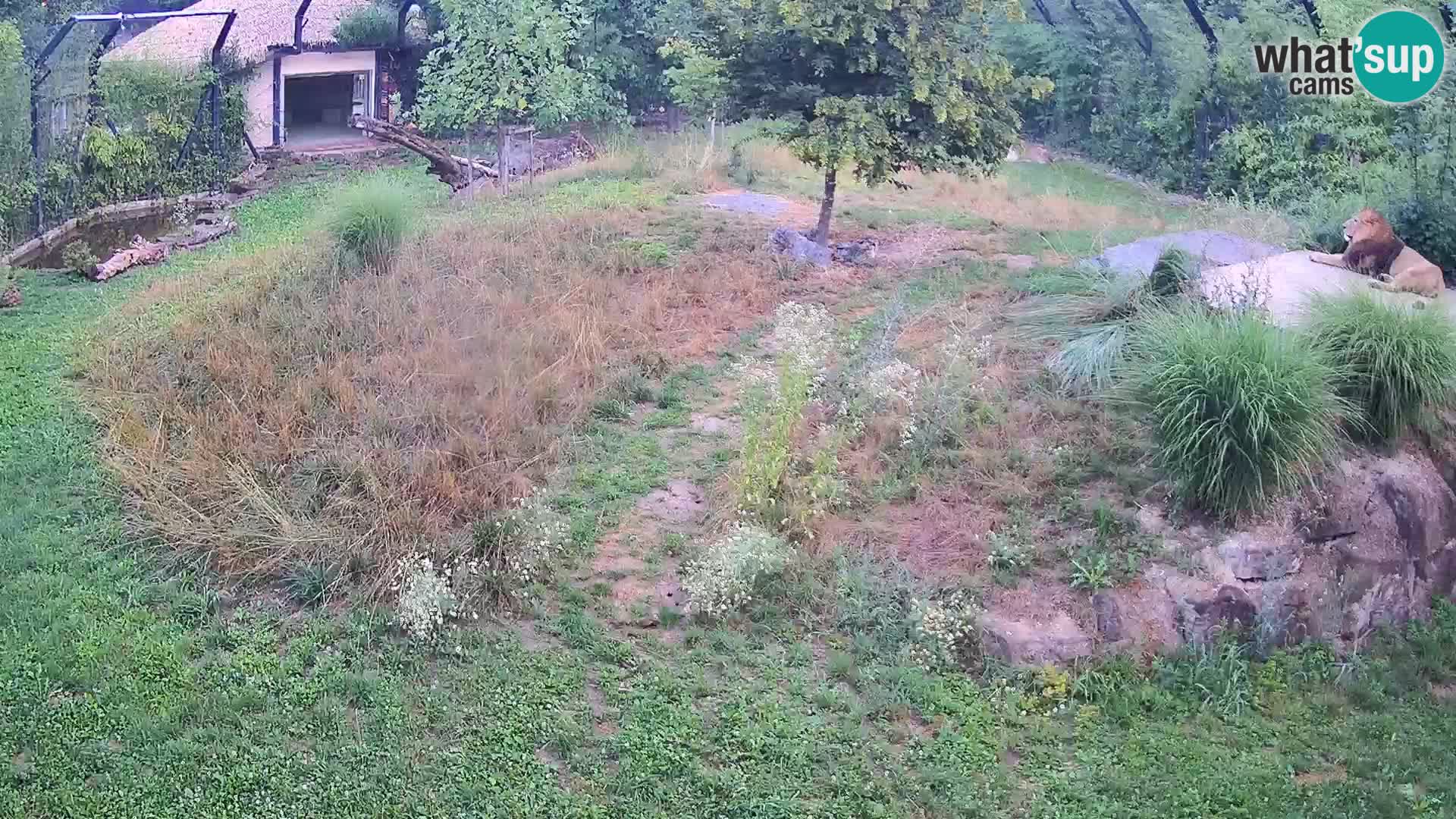 Zoo Ljubljana web kamera Lavovi