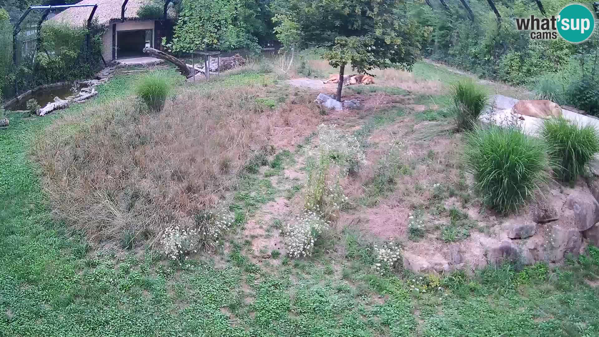 Live Ljubljana Zoo webcam Lion