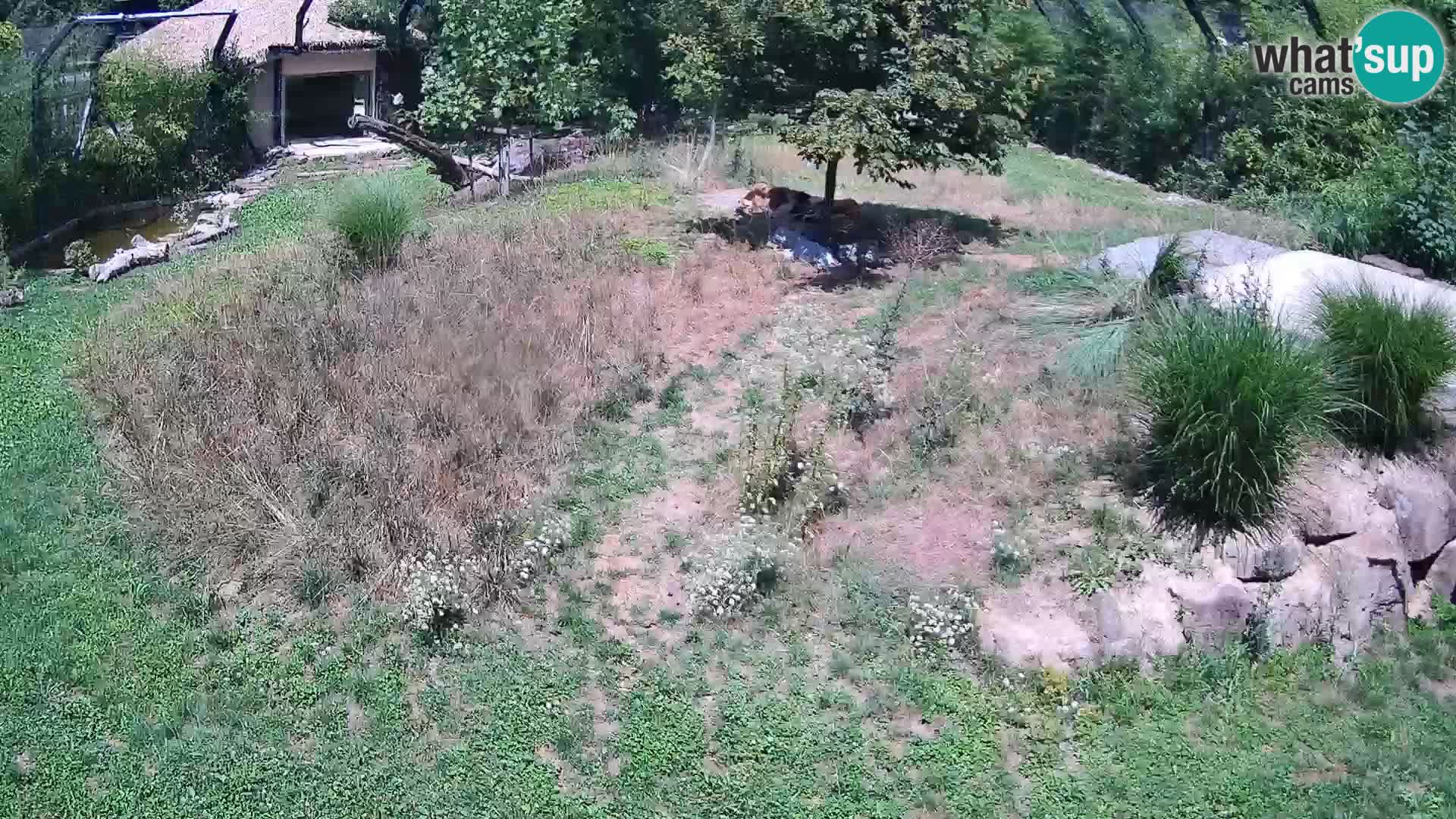 Ljubljana Zoo webcam Lion