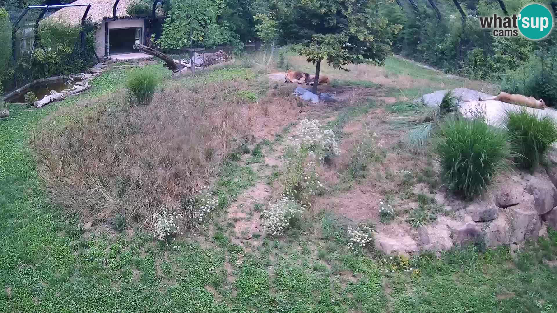 Zoo Ljubljana webcam Löwen