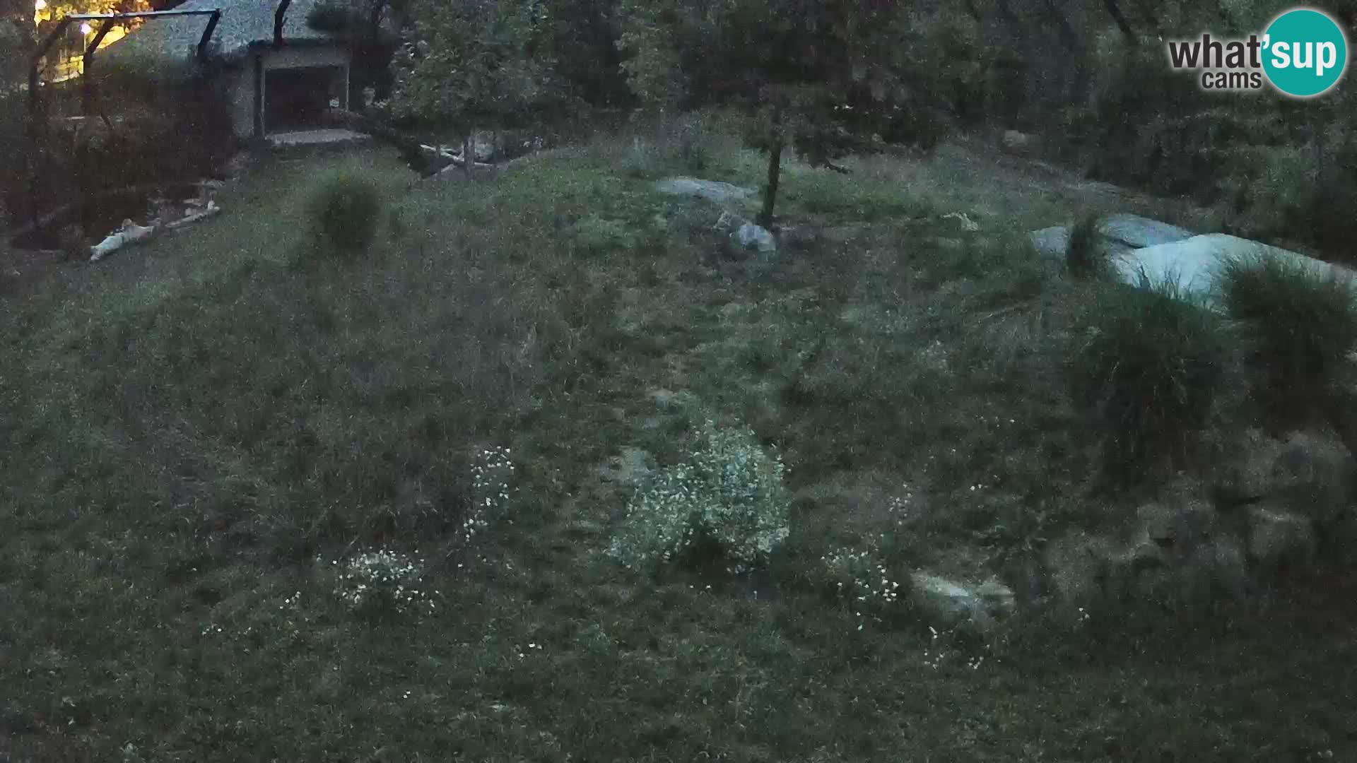 Live Ljubljana Zoo webcam Lion