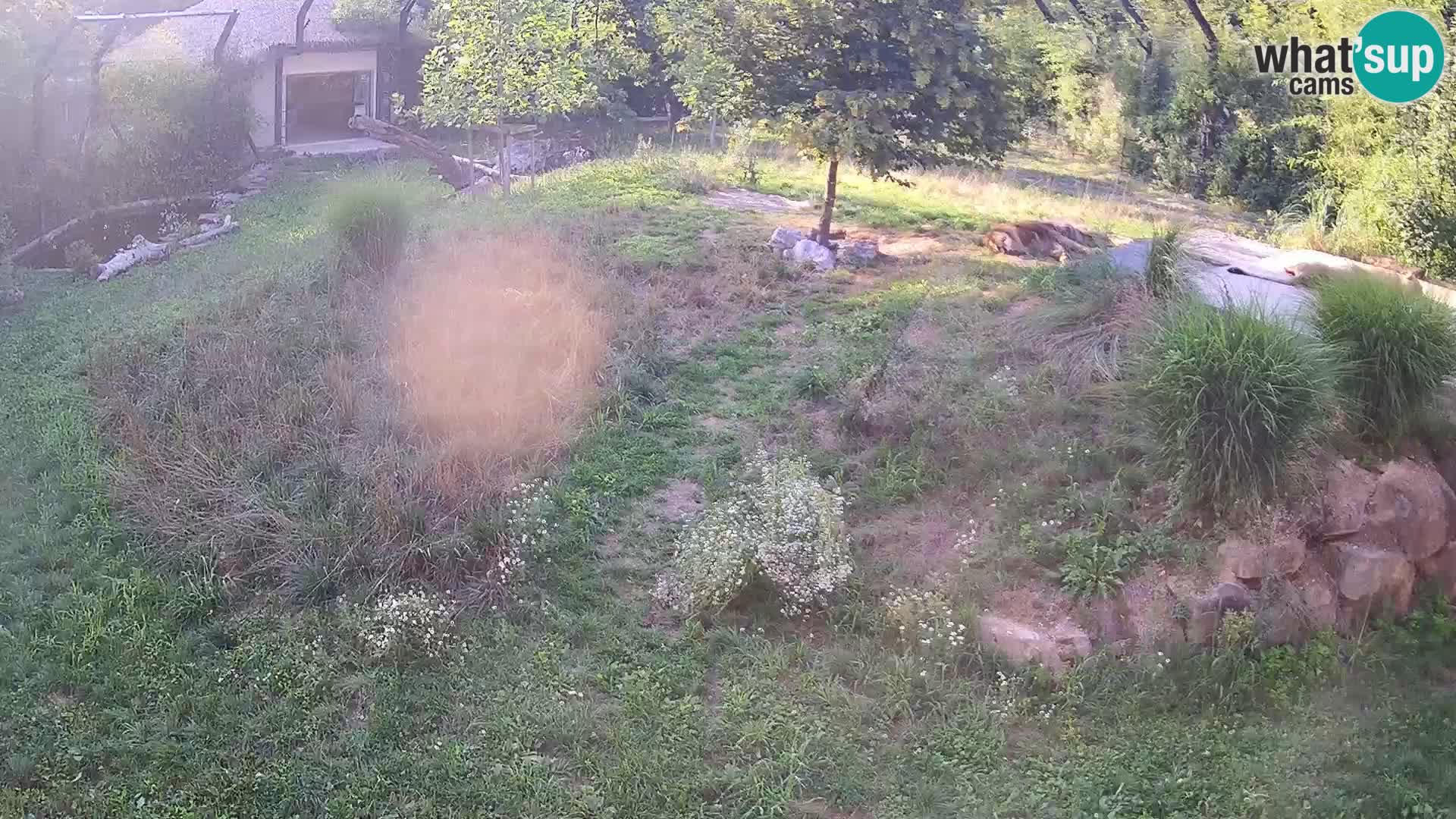 Zoo Ljubljana webcam Löwen