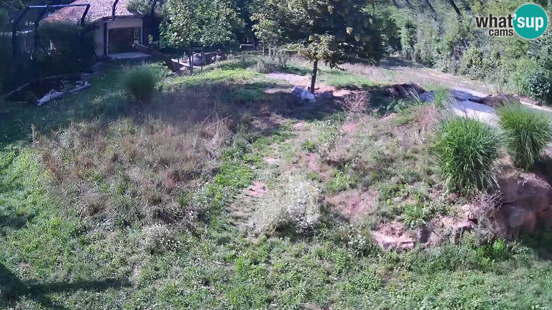 Zoo Ljubljana camera en vivo Leones