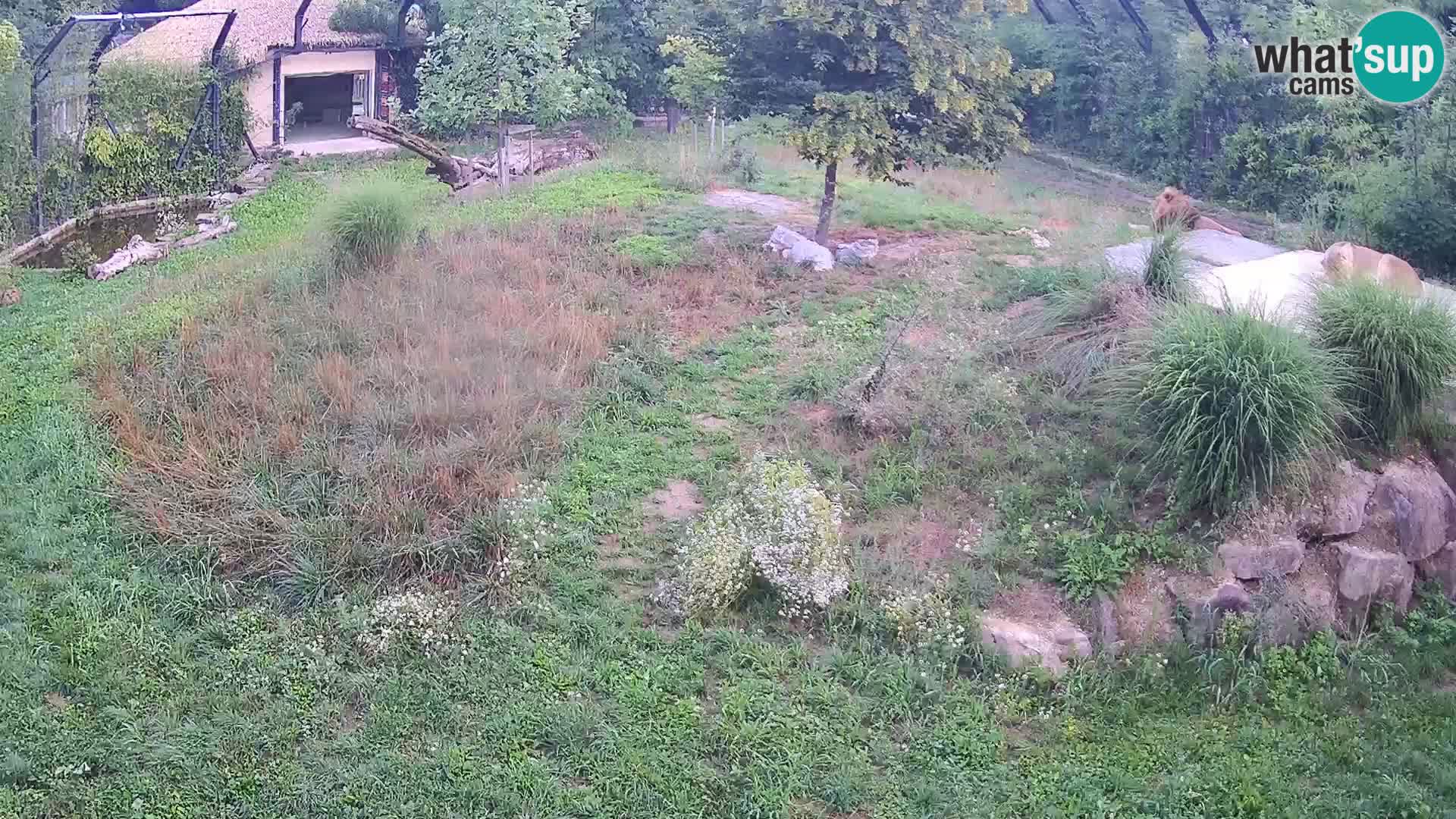 Zoo Lubiana live webcam Leoni