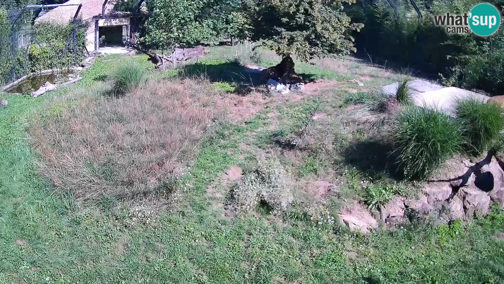 Zoo Ljubljana camera en vivo Leones