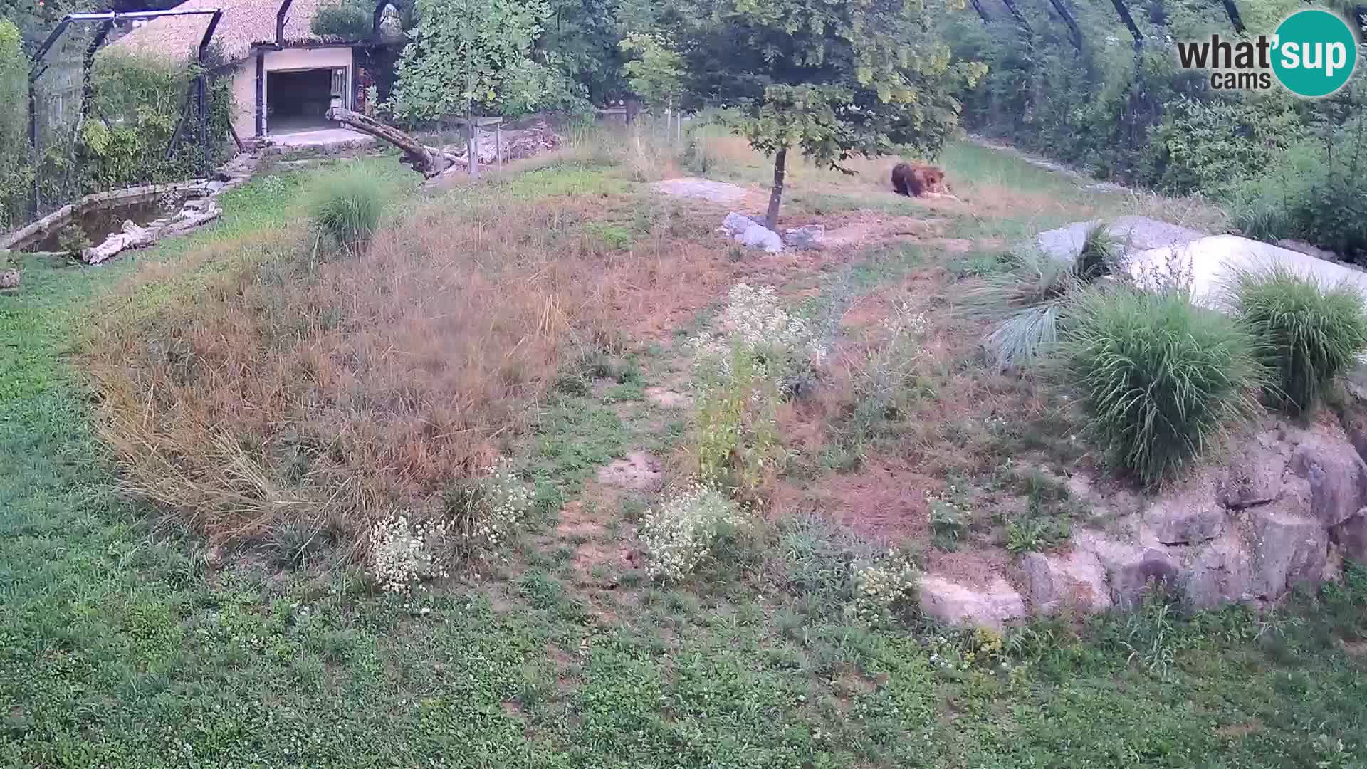 Zoo Lubiana live webcam Leoni