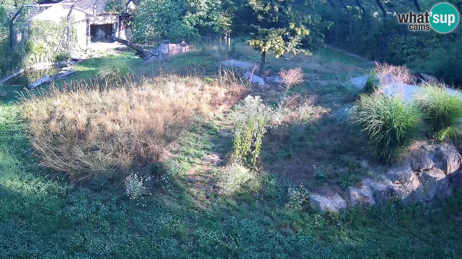 Live Ljubljana Zoo webcam Lion