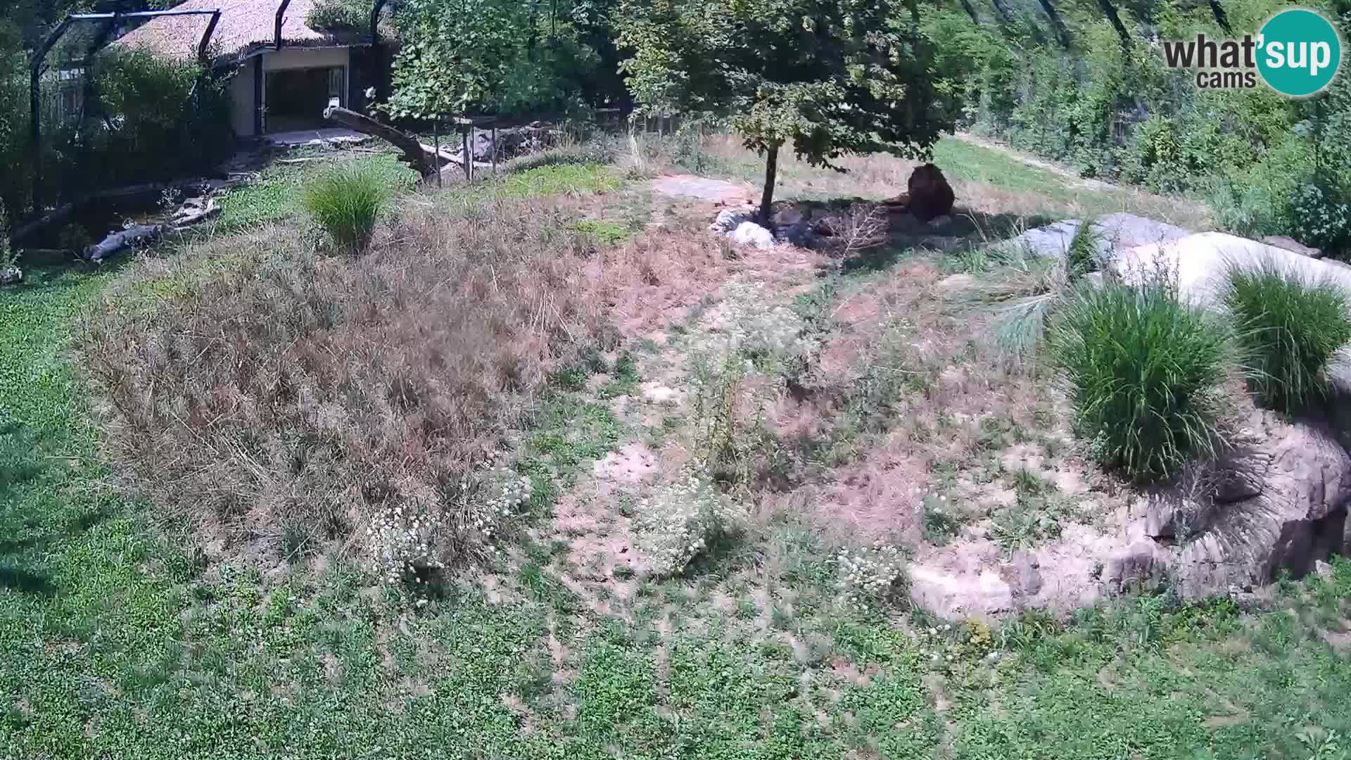 Zoo Ljubljana webcam Löwen