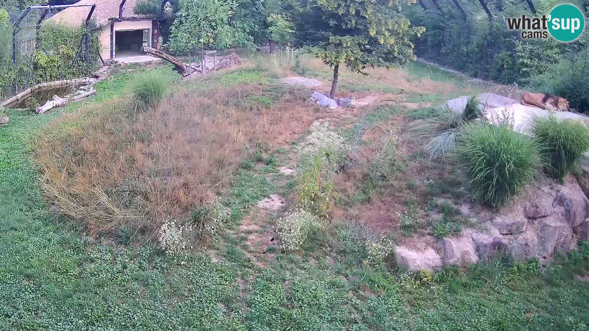 Live Ljubljana Zoo webcam Lion