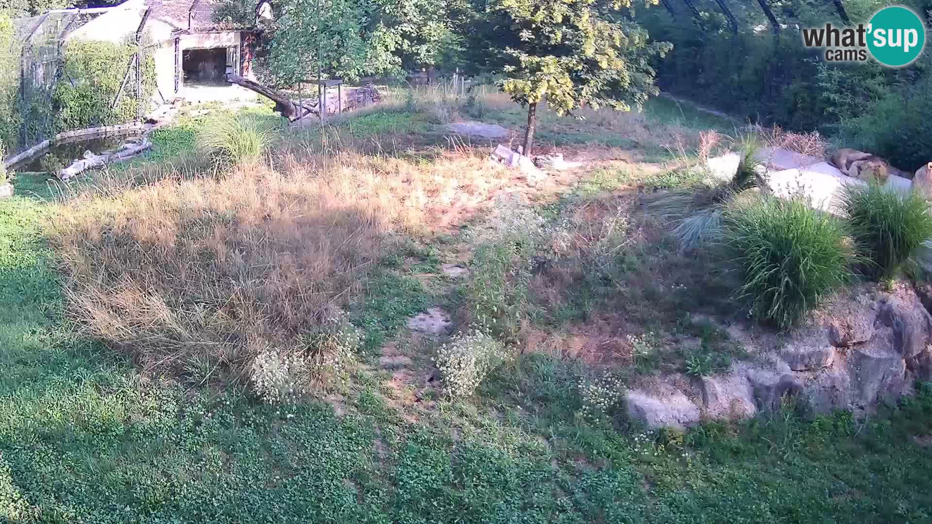 Live Ljubljana Zoo webcam Lion