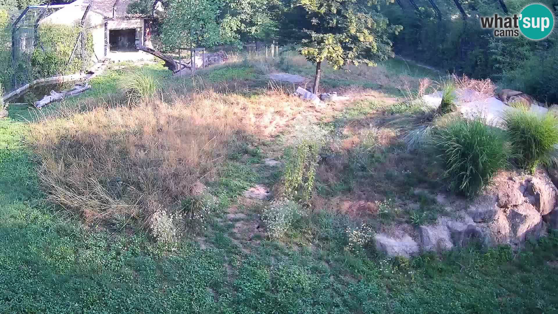 Zoo Lubiana live webcam Leoni